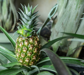 Obraz premium Pineapple plant.