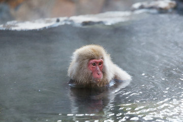 Snow monkey in onsen