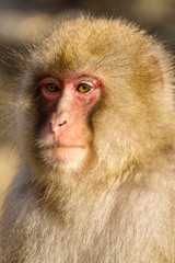 Wild monkey close up