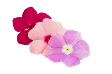 Obraz premium vinca rosea Flower Catharanthus