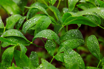 Green leaf with water drops