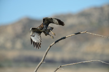 Red-tailed Hawk