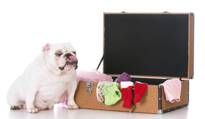 dog with suitcase