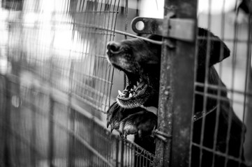 Barking dog behind the fence