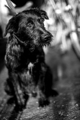 black and white photo of an abandoned dog