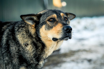 mans hand stroking the abandoned dog 