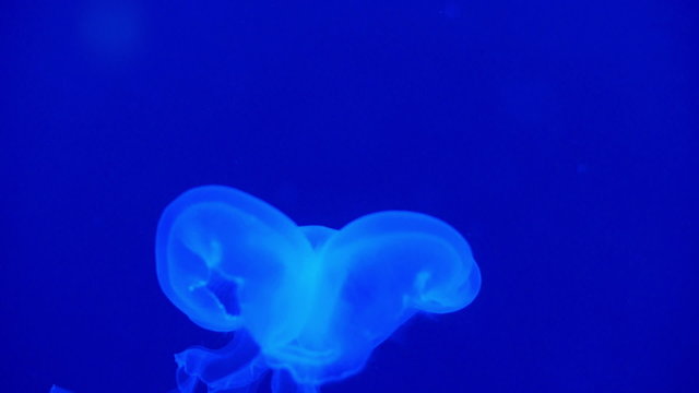 Closeup view of jellyfish