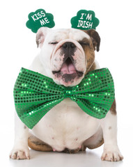 St Patricks Day dog