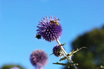 Biene die eine Blume bestäubt