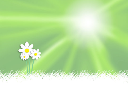 Three daisy flower bouquet on sunny green blurred copy space illustration background.