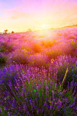 Naklejka premium Sunset over a summer lavender field in Tihany