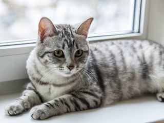 The gray cat sits on a window sill
