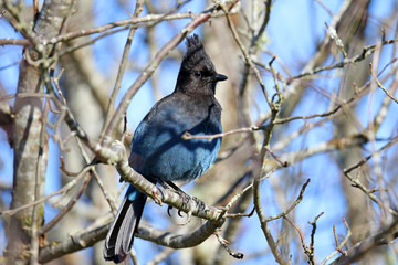 Steller's Jay Hiding in a Bare Tree, British Columbia Canada