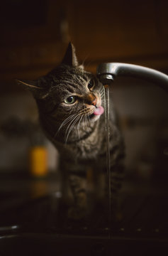 Portrait of tabby cat drinking water from tap of the kitchen