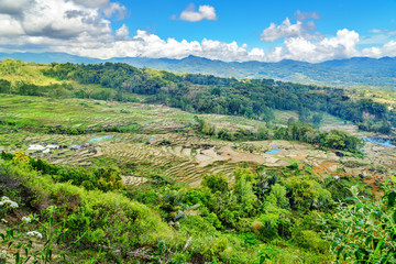 Fototapeta na wymiar Green rice field in Tana Toraja