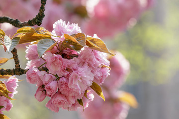 pink blossomed sakura flowers
