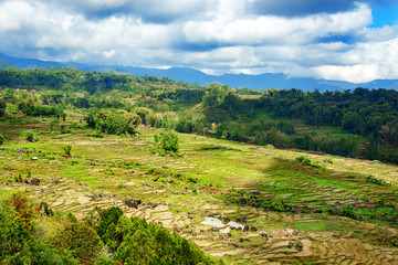 Naklejka premium Green rice field in Tana Toraja
