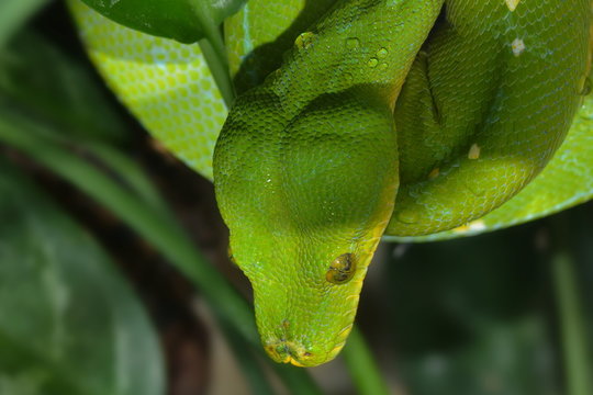 Gr&uuml;ner Baumphyton