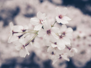 Cherry blossoms