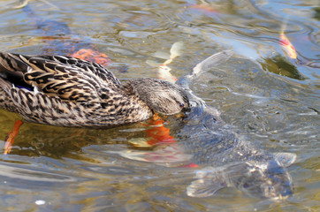 Ente schnappt nach Koi