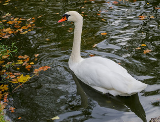 Fototapeta premium Mute swan (Cygnus olor) in pond of autumnal city park, Europe