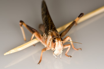 Locust