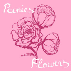 Vector Hand Drawn peony flowers. Beautiful peonies.
