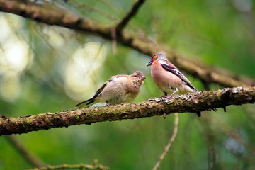 Finch feeding its chick.