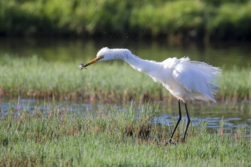 Fototapeta premium Great white egret sitting at shore of a pond looking for fish