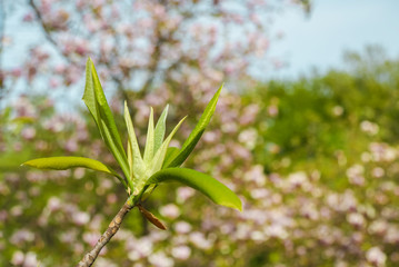 Young leaves of the tree