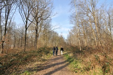 Trois personnes vues de dos se prom&egrave;ne en for&ecirc;t en hiver
