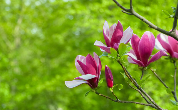 Fototapeta Purple magnolia flower on a branch background