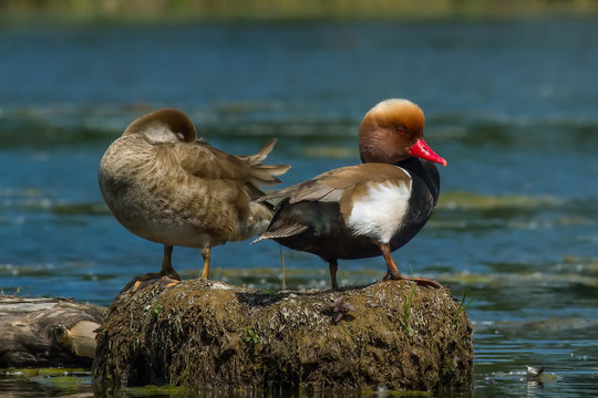 Red crested pochard pair