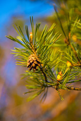 Fir cones on a branch