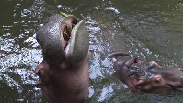 close up video of a hippoes asking for food. 4k footage made at day.
