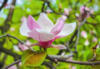 blooming pink magnolia flower