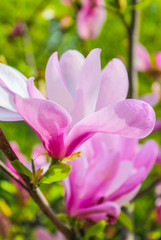 Pink magnolia flower closeup
