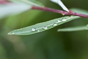 Wassertropfen auf schmalem Blatt vor grünem Hintergrund