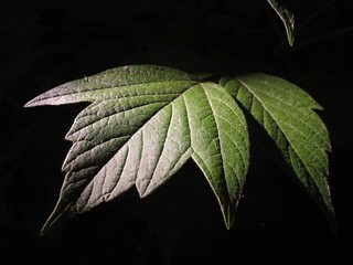 green leaf on black