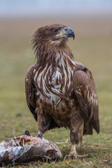 Young white tailed eagle