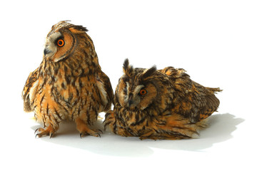 two owl