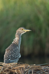 Night heron chicken