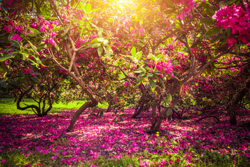 Magnolia trees and flowers in park, sun shining, romantic mood. - obrazy, fototapety, plakaty