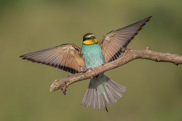 Bee eater landing on perch