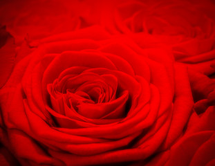 Red rose background. Romantic love greeting card