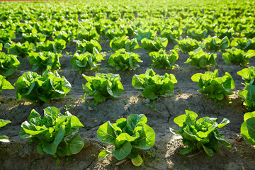 Green letucce field in a row