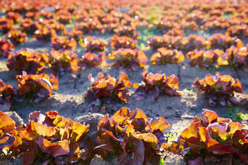 Red oak leaf letucce field in a row