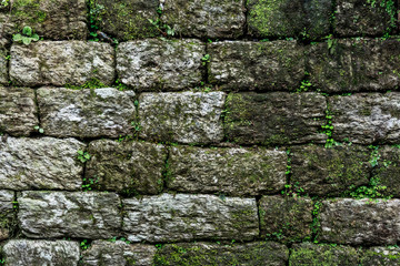 Old Brick Wall With Moss and roots