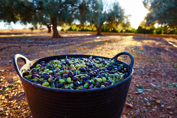 Olives harvest picking in farmer basket - obrazy, fototapety, plakaty