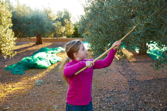 Olives harvest farmer kid girl picking